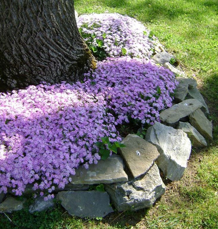 landscaping around trees phlox and stones interesting design ideas for the area around trees pinterest landscaping stone and gardens - Flower Garden Ideas For Under A Tree landscaping around trees phlox and stones interesting design ideas for the area around trees pinterest landscaping stone and gardens - Flower Garden Ideas For Under A Tree