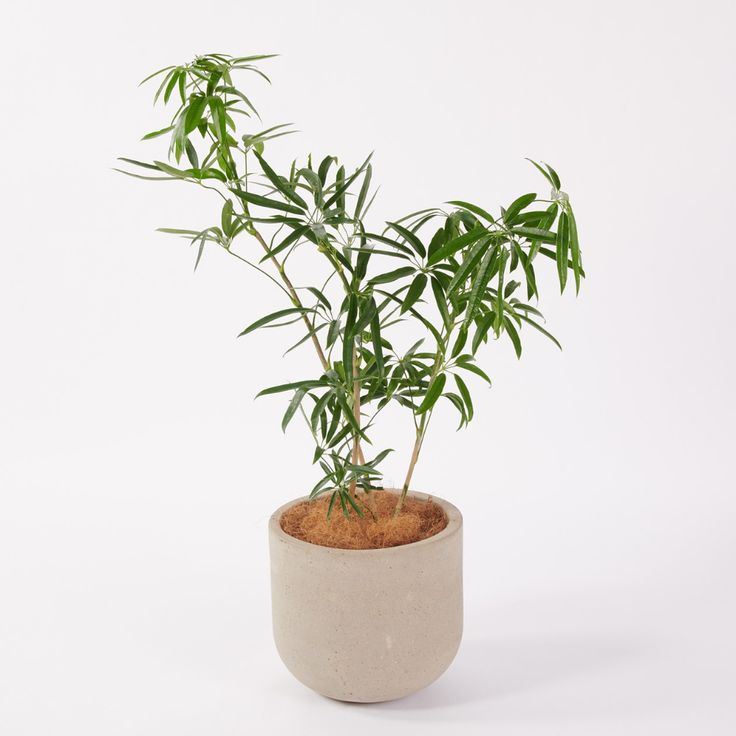アンガスティフォリア セメント鉢11号 b ベージュ 通販 無印良品 プランターカバー 鉢 観葉植物 アンガスティフォリア セメント鉢11号 b ベージュ 通販 無印良品 プランターカバー 鉢 観葉植物