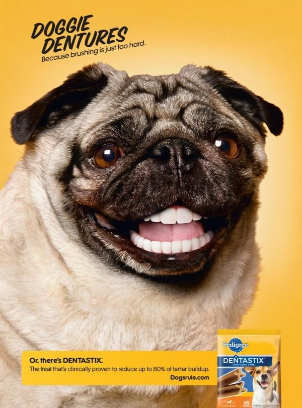 Is pedigree hotsell good for pugs