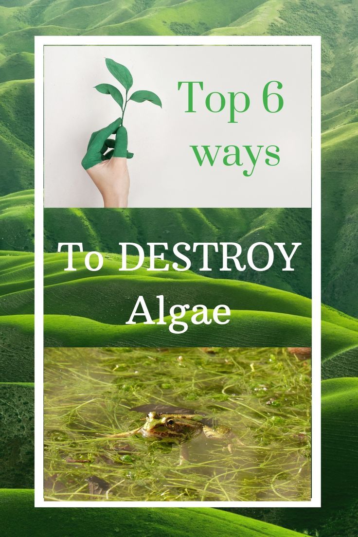 6 Effective Ways to Eliminate Algae