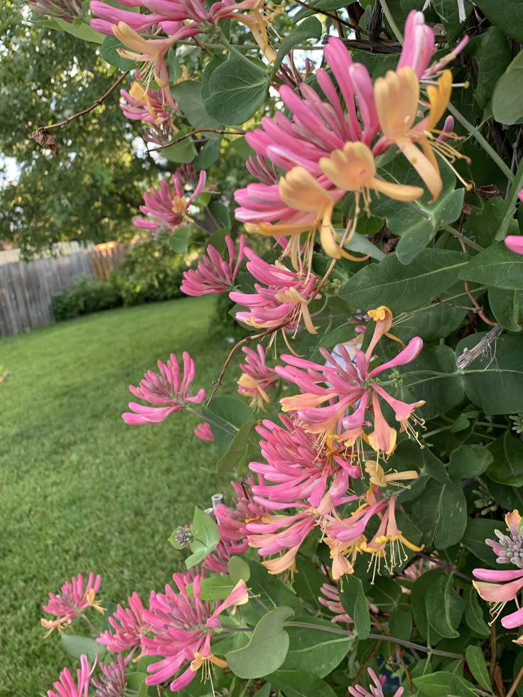 Zone 4 Gold Flame Honeysuckle with tons of blooms! #gardening #garden #