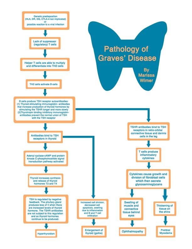 graves disease flowchart thyroid hormone flow chart