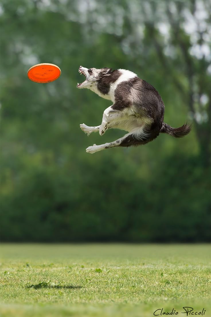 46 best dogs can fly images on pinterest doggies, puppys and puppies dc71a3df366e97e650c2e849a36157b9 dog stuff fly 46 best dogs can fly images on pinterest doggies, puppys and puppies