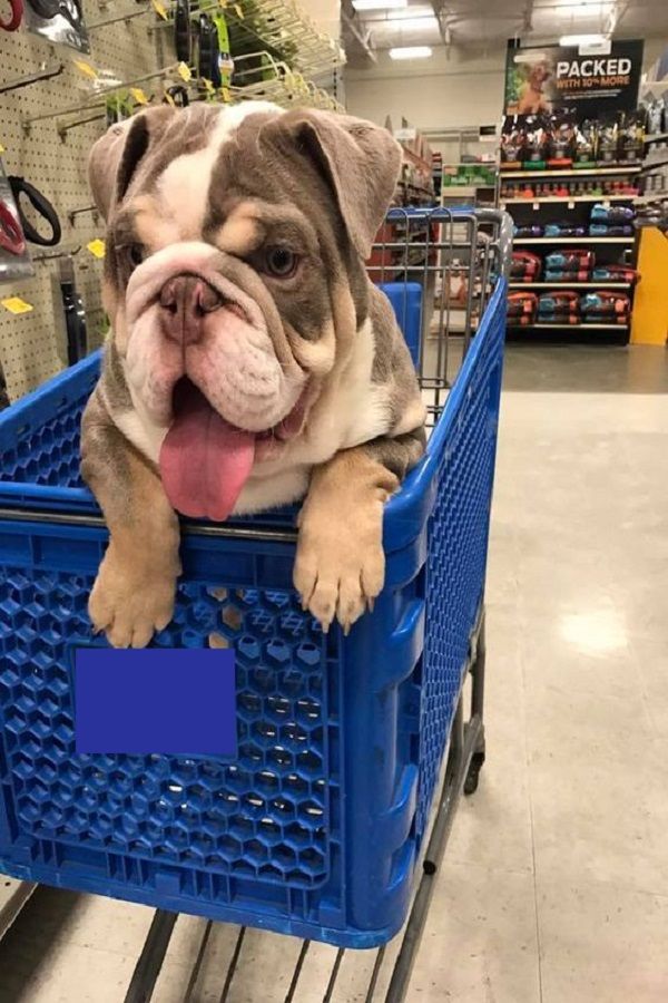 Dogs Cats Funny Compilation Video Bulldog Puppies Cute Baby