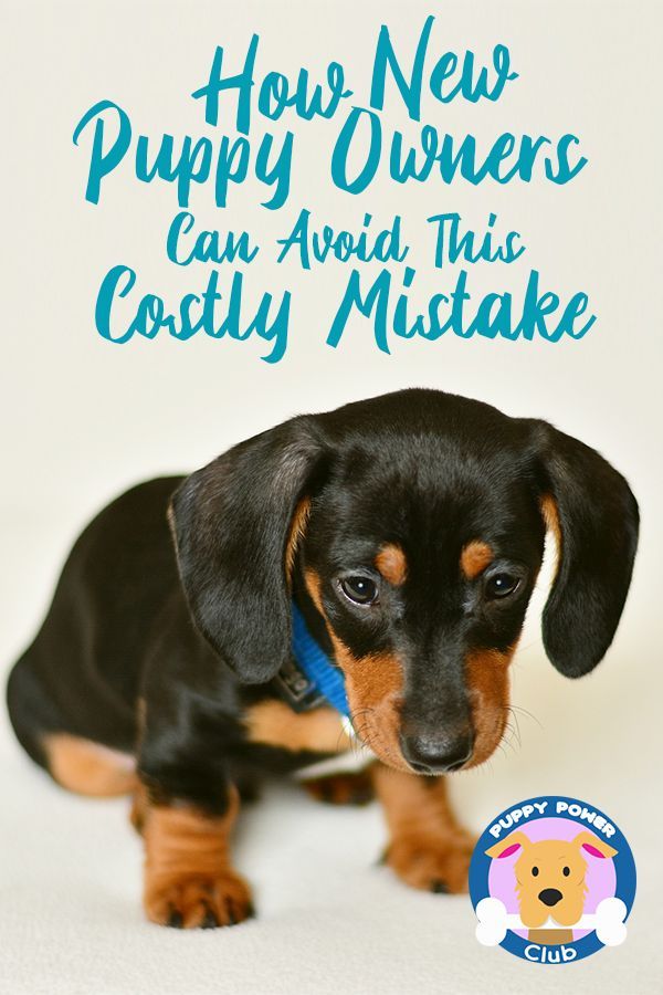 How New Puppy Owners Can Avoid This Costly Mistake Training Your