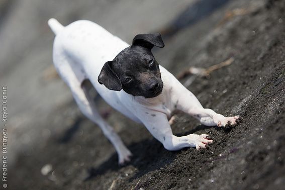 list of purebred dogs best 25 breeds list ideas on list of animals breeds and dogs of list of purebred dogs best 25 breeds list ideas on list of animals breeds and dogs of