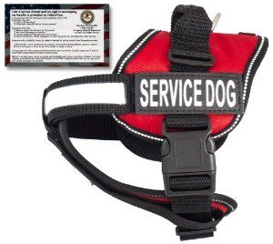 Ada Service Dog Questions I Can Ask Ada Service Dog Questions I Can Ask