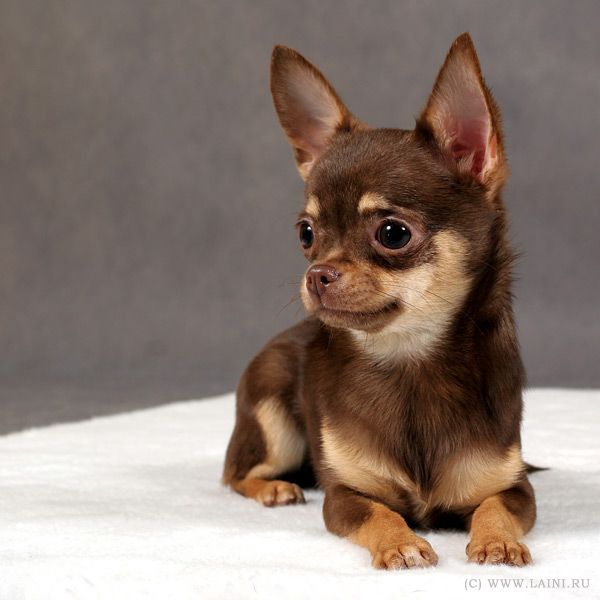 598 best Chihuahuas, chocolate, brown or black and tan 1 ...