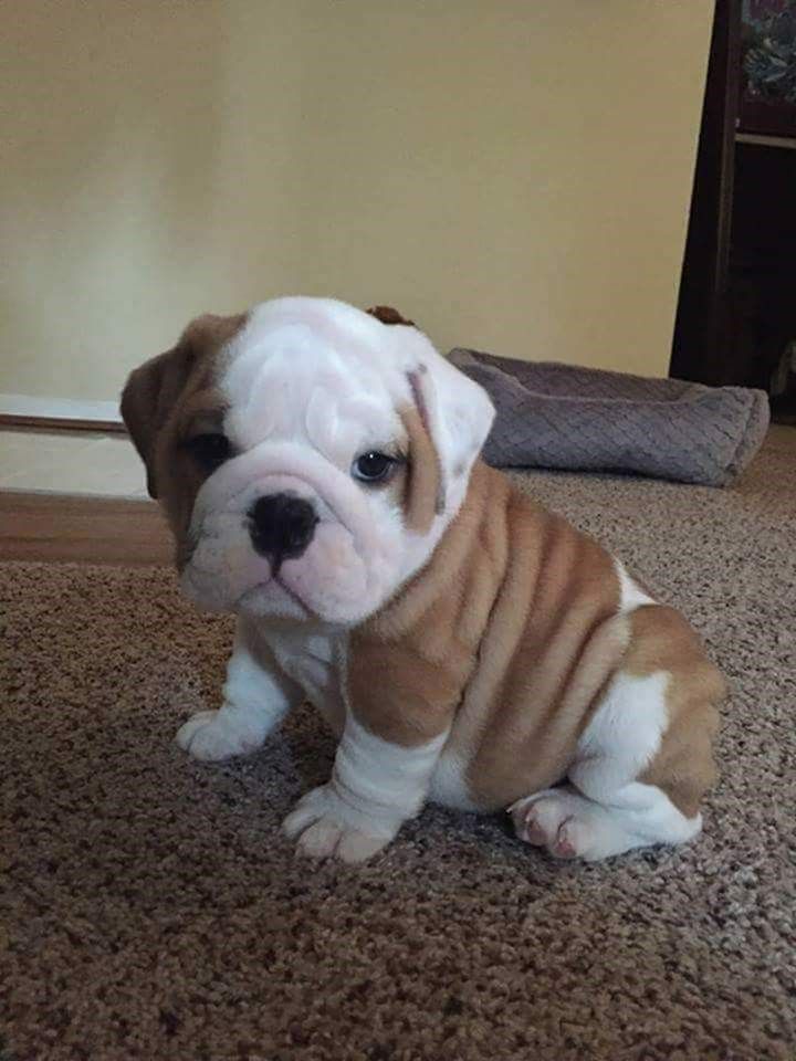 Goggie Ob Teh Week Scottish Origins Cutest Puppy Ever Dogs Cute Animals