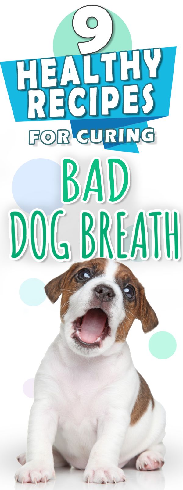 How To Freshen Dog Breath Home Remedies How To Freshen Dog Breath Home Remedies