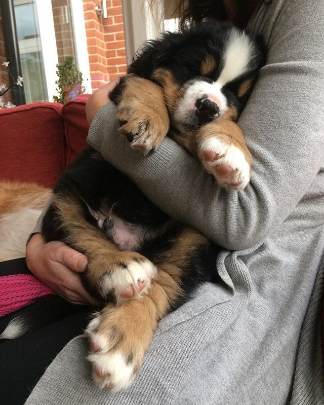 baby bernese mountain de 25 bedste id 233 er inden for snuggles p 229 kaninunger fluffy bunny og baby bernese mountain de 25 bedste id 233 er inden for snuggles p 229 kaninunger fluffy bunny og