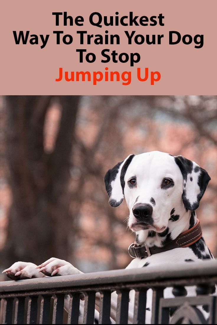 Stop Your Dog From Jumping Up Dog Training Training Your Dog