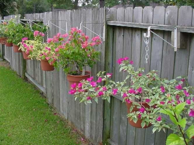 landscaping along fence line one way to display bougainvillea is in hanging pots along a - Garden Ideas Along Fence Line landscaping along fence line one way to display bougainvillea is in hanging pots along a - Garden Ideas Along Fence Line