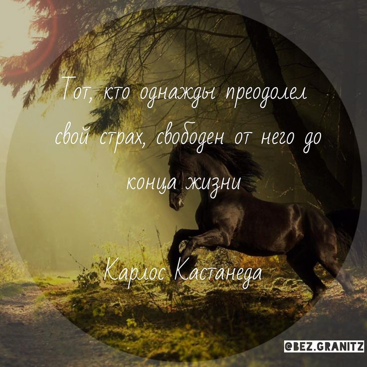 распространена территории кастанеда картинки с цитатами трогательные фразы для