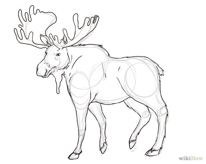 moose face outline outline step 5 54jpg