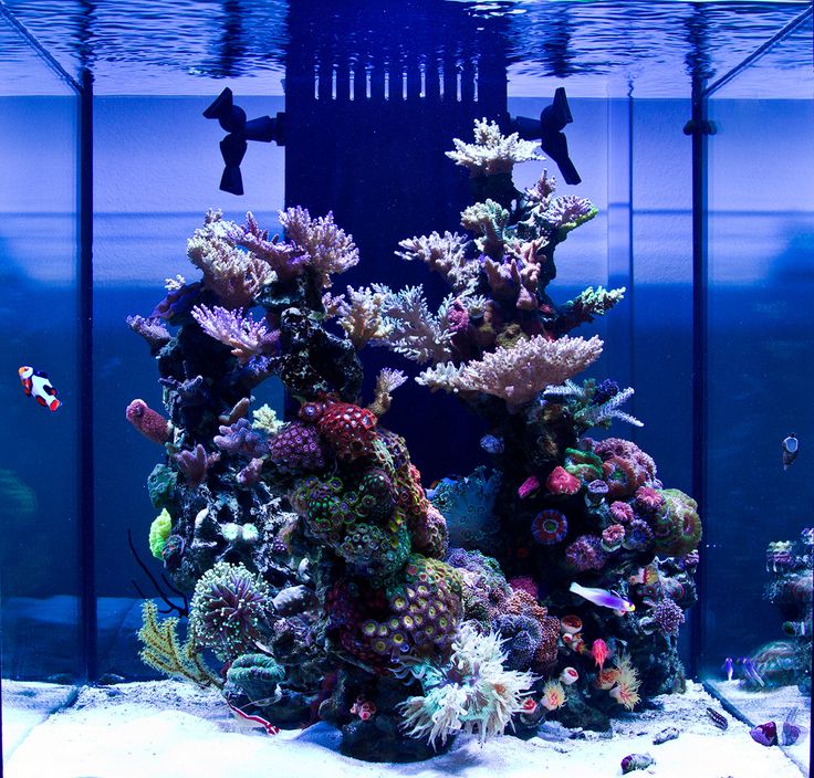 10 best reef tanks
