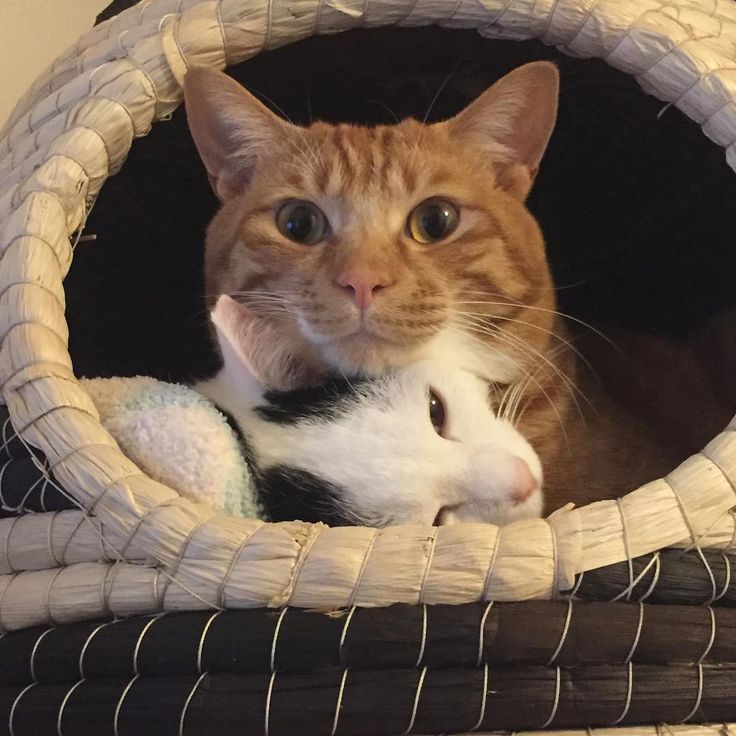 そしてこのドヤ顔 猫 茶トラ Cat Animals And Pets Cats Calico Cat そしてこのドヤ顔 猫 茶トラ Cat Animals And Pets Cats Calico Cat