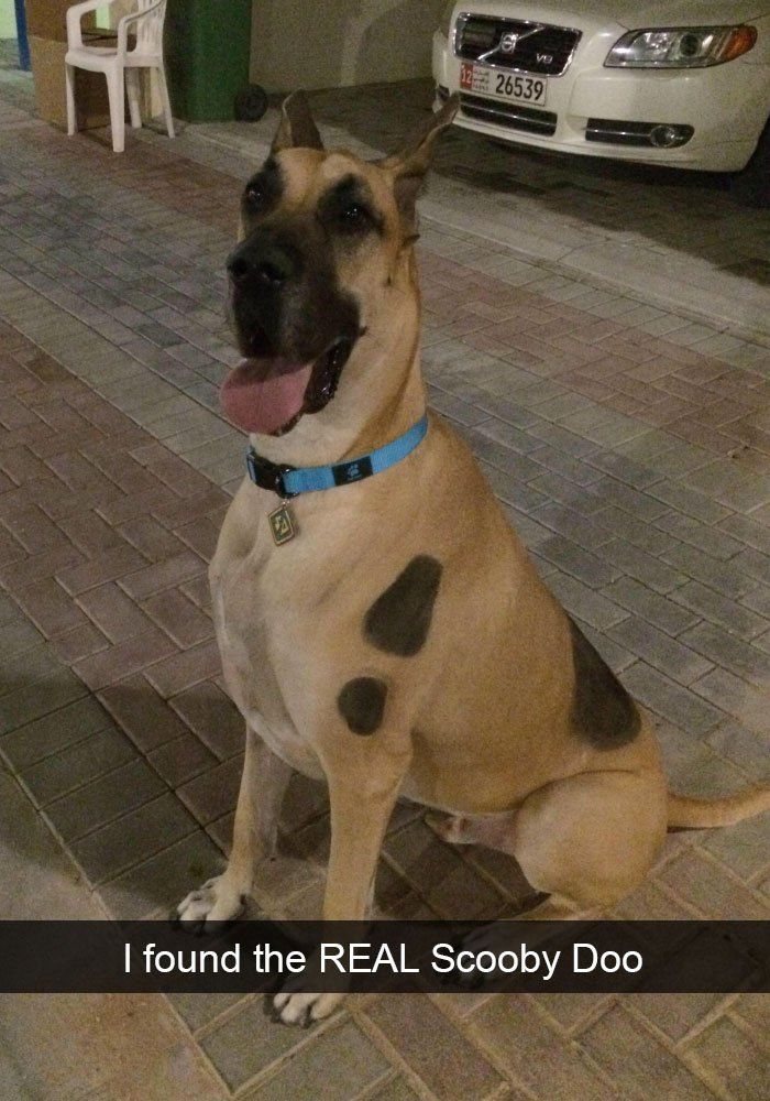 25 Funny And Cute Dog Snapchats That Will Make Your Day New Pics