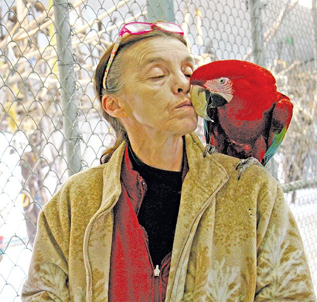 the parrots want christmas trees for the birds pinterest dc christmas trees