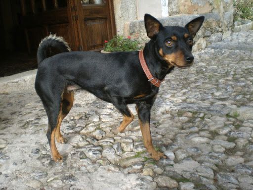 Mallorcan Ratting Dog, Ca Rater Mallorquí, Ratero Mallorquín Mallorcan Ratting Dog, Ca Rater Mallorquí, Ratero Mallorquín
