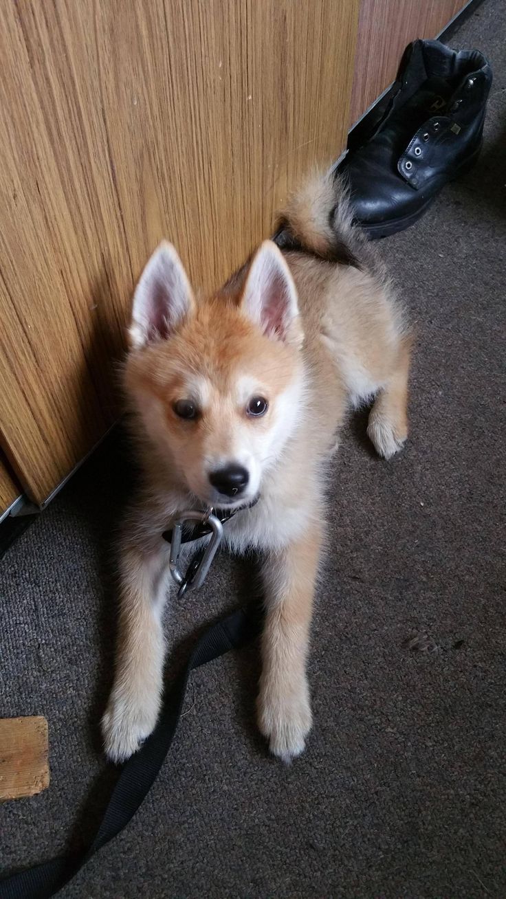 husky pomeranian mix grown best 25 husky pomeranian mix ideas on pomsky pomeranian husky puppies husky pomeranian mix grown best 25 husky pomeranian mix ideas on pomsky pomeranian husky puppies