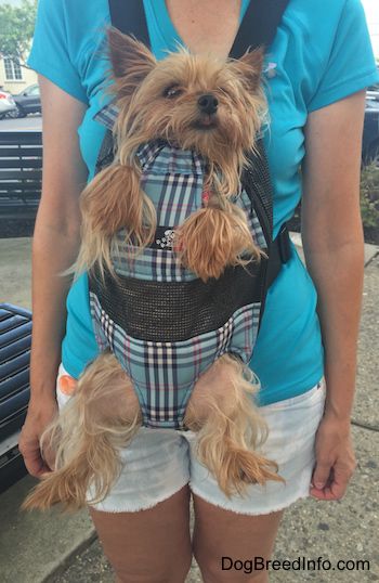 Dog Walking Another Dog Dog Walking Another Dog