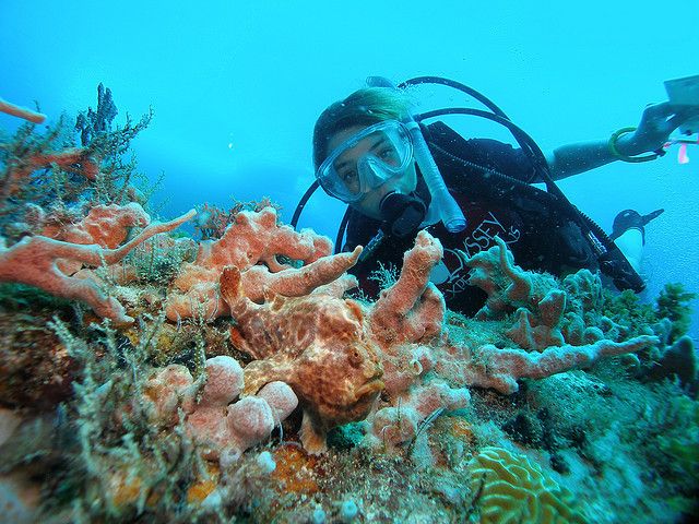 20 best Career Dreams Marine Biology images on Pinterest Career - marine biologist job description 20 best Career Dreams Marine Biology images on Pinterest Career - marine biologist job description