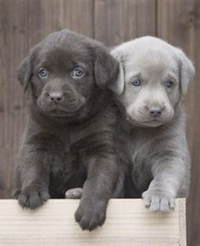 black labrador puppies price best 25 labrador puppies price ideas on golden retriever price golden black labrador puppies price best 25 labrador puppies price ideas on golden retriever price golden