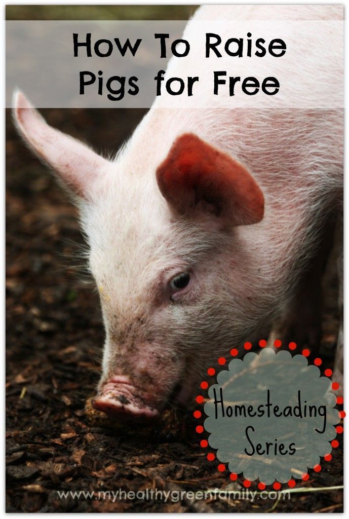 How To Raise Pigs For Free | Raising farm animals, Raising pigs, Pig