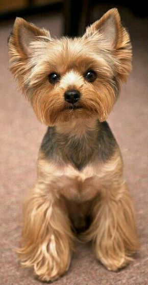 How To Layer A Long Haired Yorkie | 30 best yorkie hairstyles images on pinterest dog How To Layer A Long Haired Yorkie | 30 best yorkie hairstyles images on pinterest dog