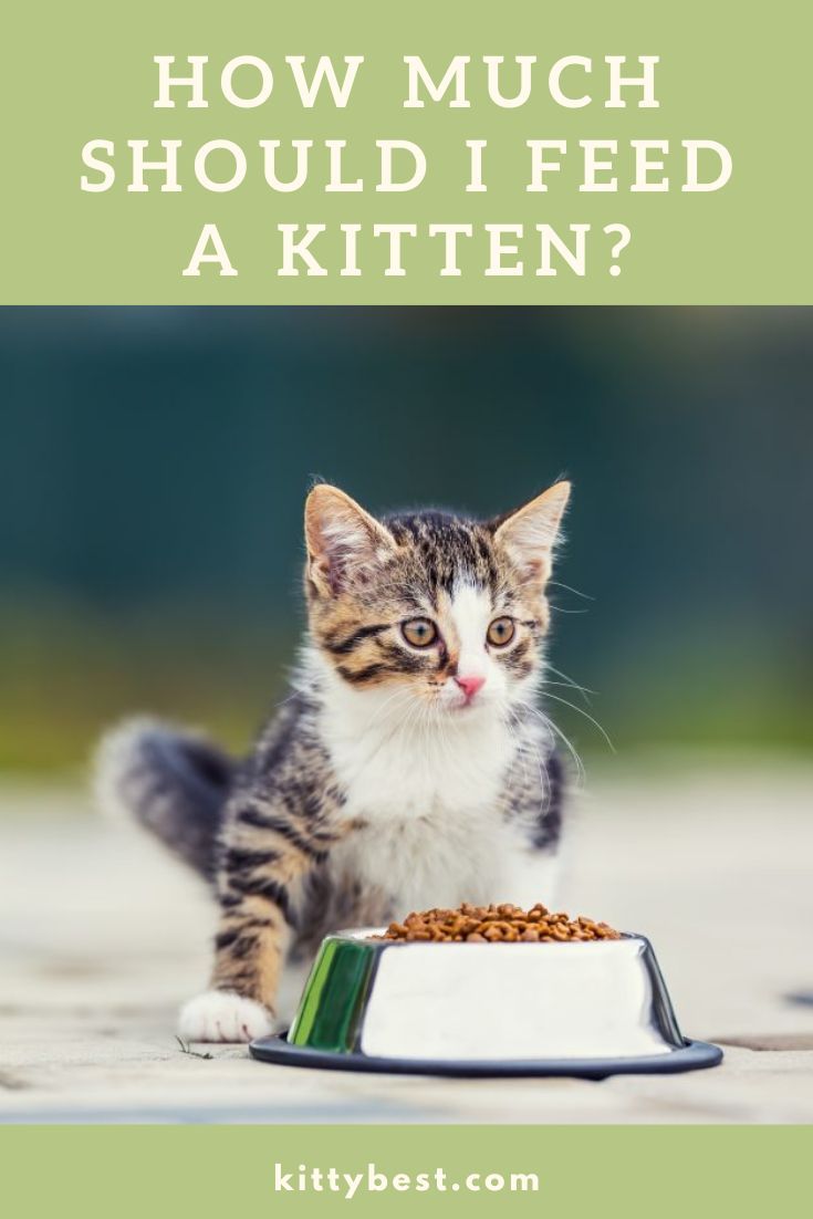 Here S What To Expect In The First 6 Weeks Of Your Kitten S Life Kitten Food Newborn Kittens Kitten Care