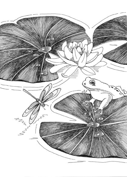 realistic frog drawings google search