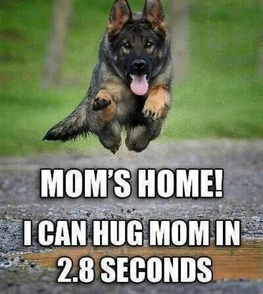 Why Do Dogs Attack Humans Why Do Dogs Attack Humans