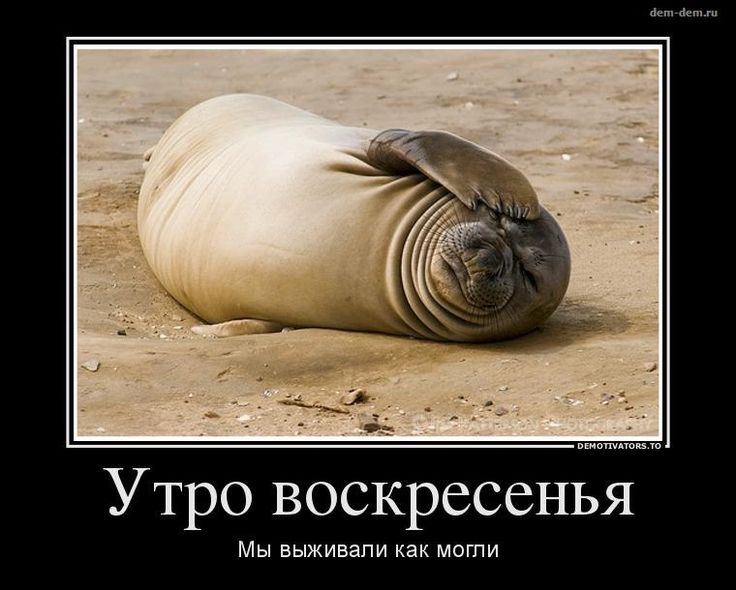 С добрым утром воскресенье картинки прикольные смешные с надписями