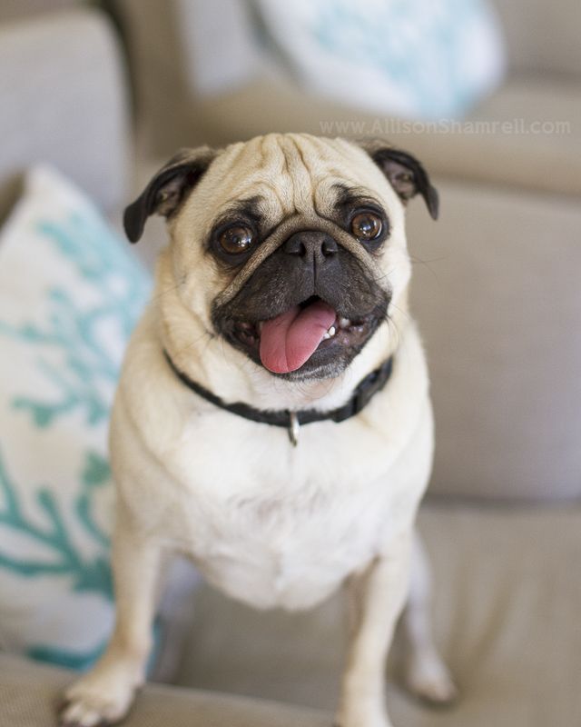 Mr Big Pugs Animal Photography Pets