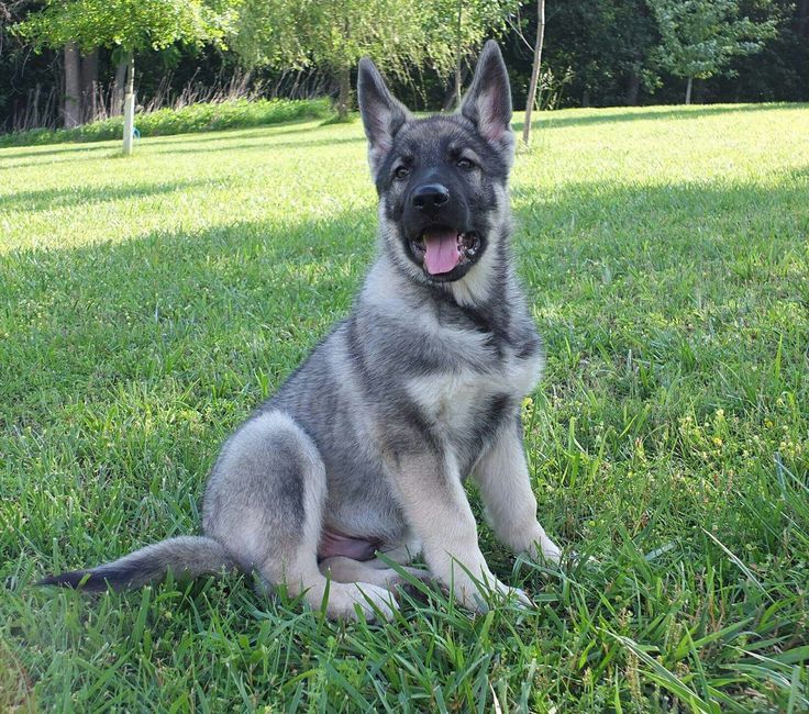 Very Beautiful Schaferhund Welpen Schaferhunde Hunde