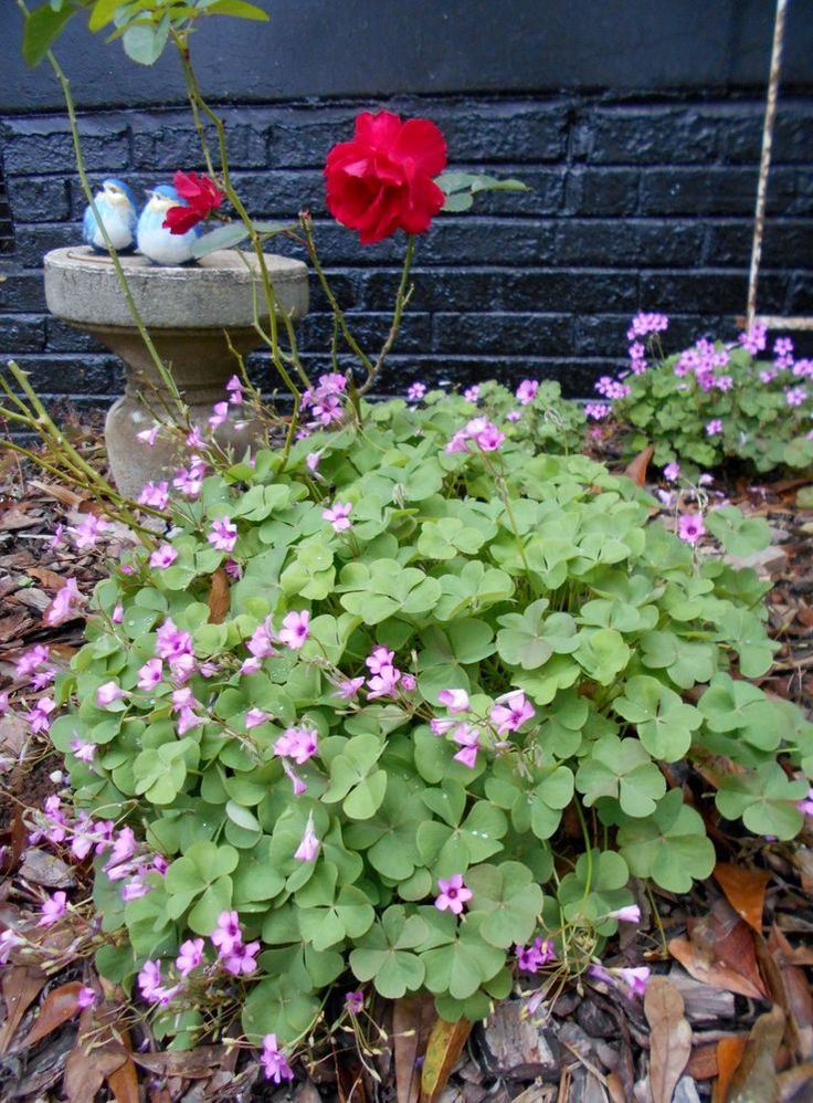 177 Best Oxalis Images On Pinterest Plants Gardening And C 3 Oxalis Articulata Shamrock Bulbs Clover Plants W Lovely Lavender Pink Flower