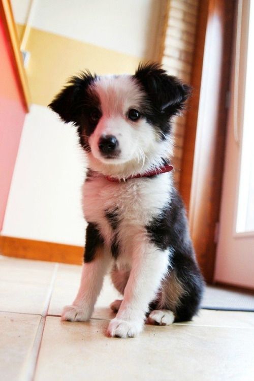 australian shepherd or border collie 39 best australian shepard border collie mix images on pinterest australian shepherd or border collie 39 best australian shepard border collie mix images on pinterest
