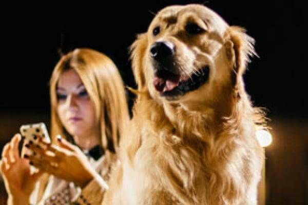Bultos De Grasa En Perros Son Motivo De Alarma Vets Clinics