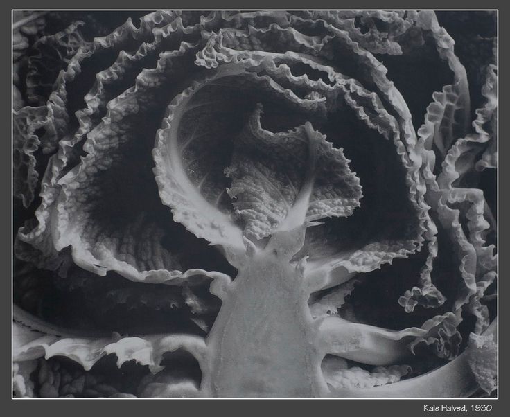 edward weston seeing photographically essay edward weston seeing photographically essay