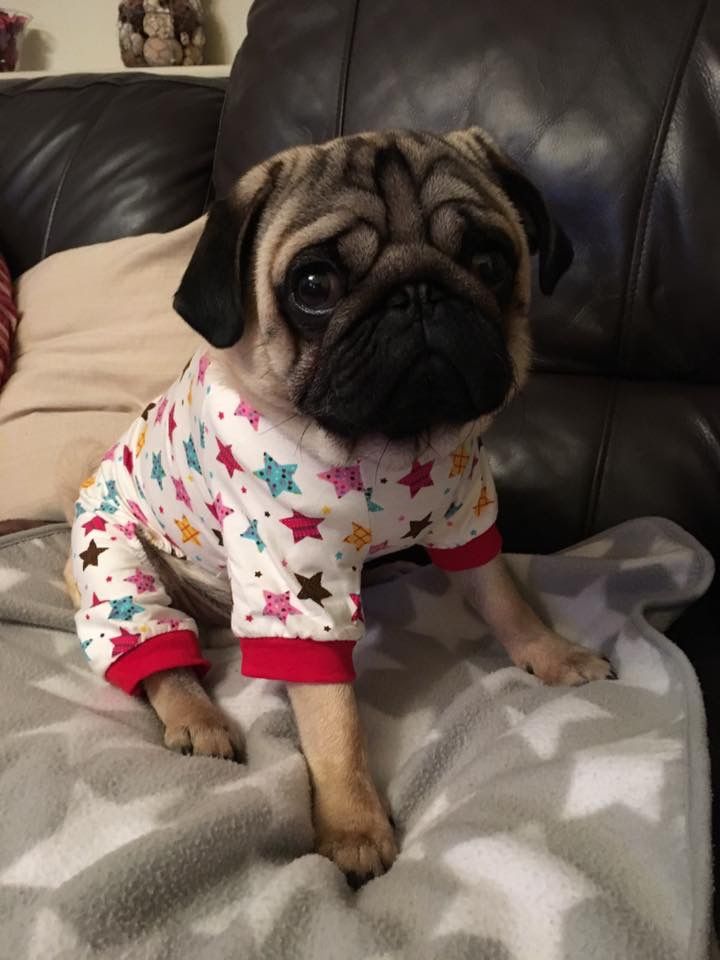 pugs in pajamas best 25 pajamas ideas on holidays pajamas and yorkie clothes pugs in pajamas best 25 pajamas ideas on holidays pajamas and yorkie clothes