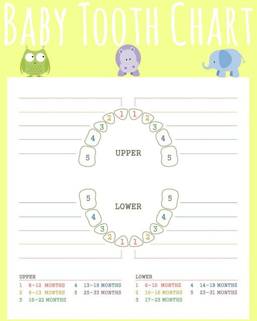 baby tooth chart