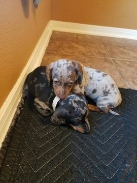 Litter Of 4 Dachshund Puppies For Sale In Baytown Tx Adn 33714