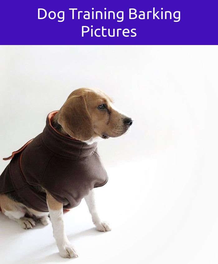 Dogs Stuff Articles Frenchbulldogtrainingtips Tricks Dog