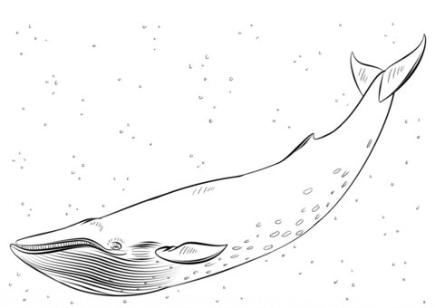 how to draw a blue whale step by step drawing tutorials for kids and beginners