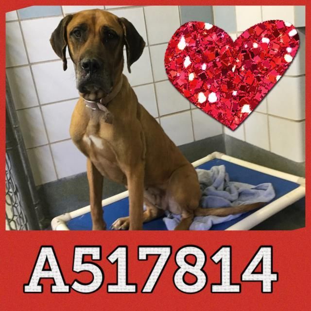 Adopt A517814 On Pet Care Adoption Pet Care Tips
