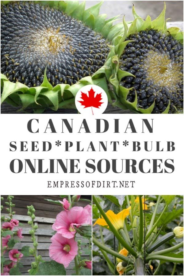Canadian Garden Seed Companies Plants Seed Company Planting Bulbs