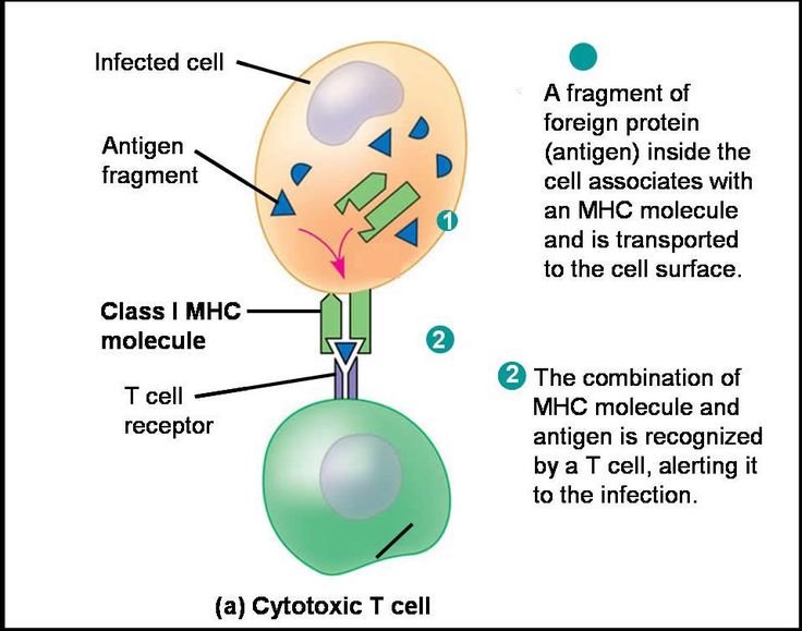 Immune system attaching thyroid