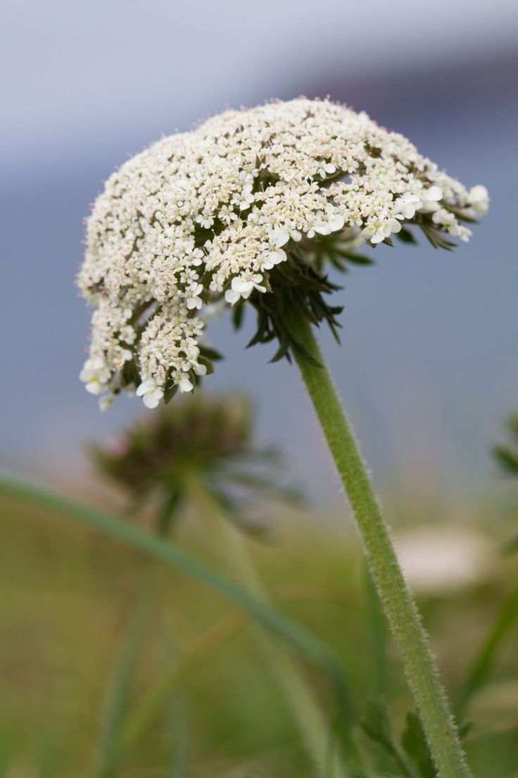 A Simple Guide To The Wildflowers Of Britain Country Life In 2020 a-simple-guide-to-the-wildflowers-of-britain-country-life-in-2020