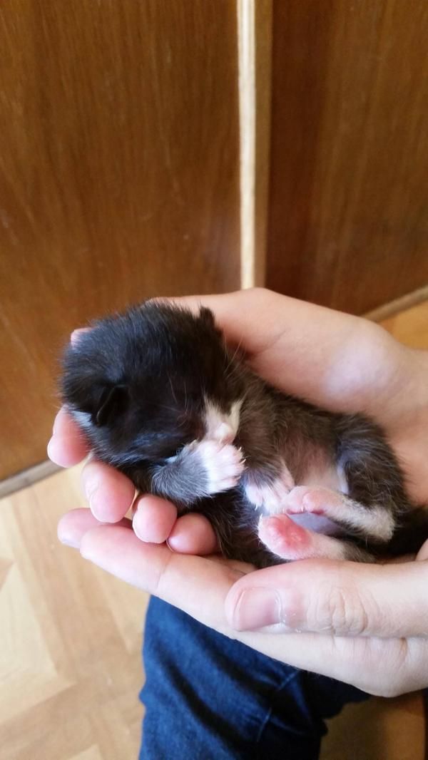 Saving Kittens At Best Friends Newest Nursery Whitekittens